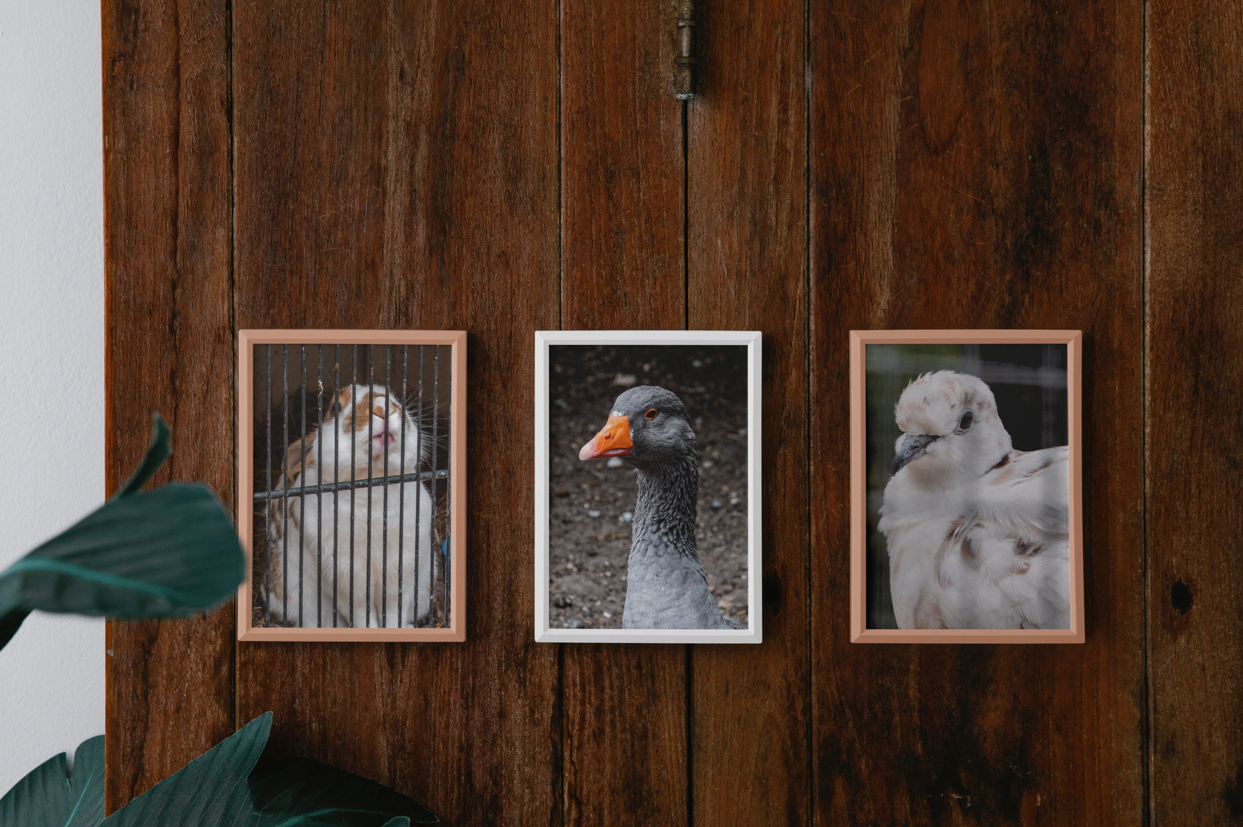 Miniature Photographie animalière du Portfolio de motion designer audiovisuel à Rouen